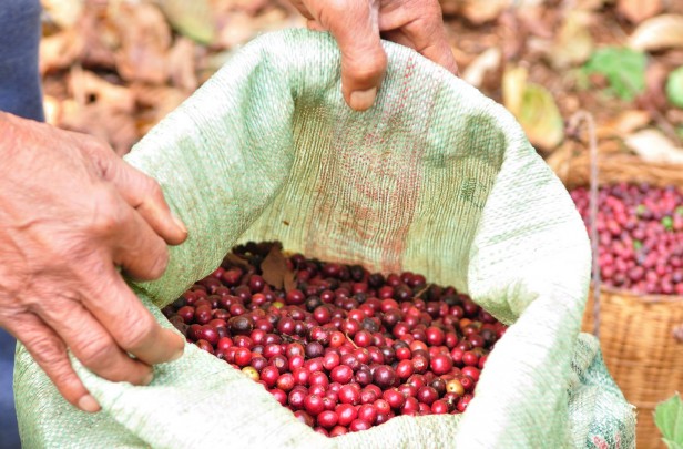 Coffee beans in a sack in Columbia
