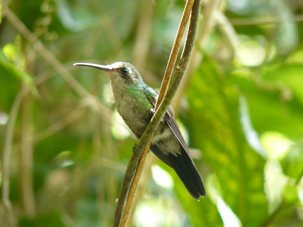 green bird on a branch